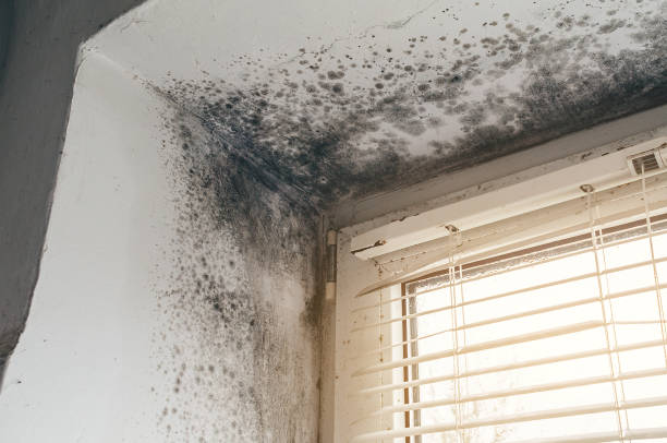 Affordable Crawl Space Mold Removal solutions in Bergheim, TX